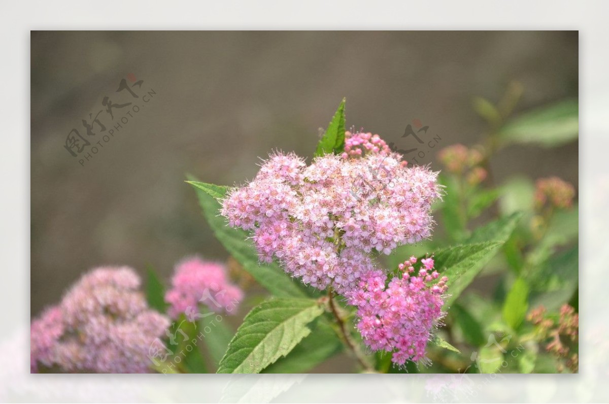 粉花绣线菊图片