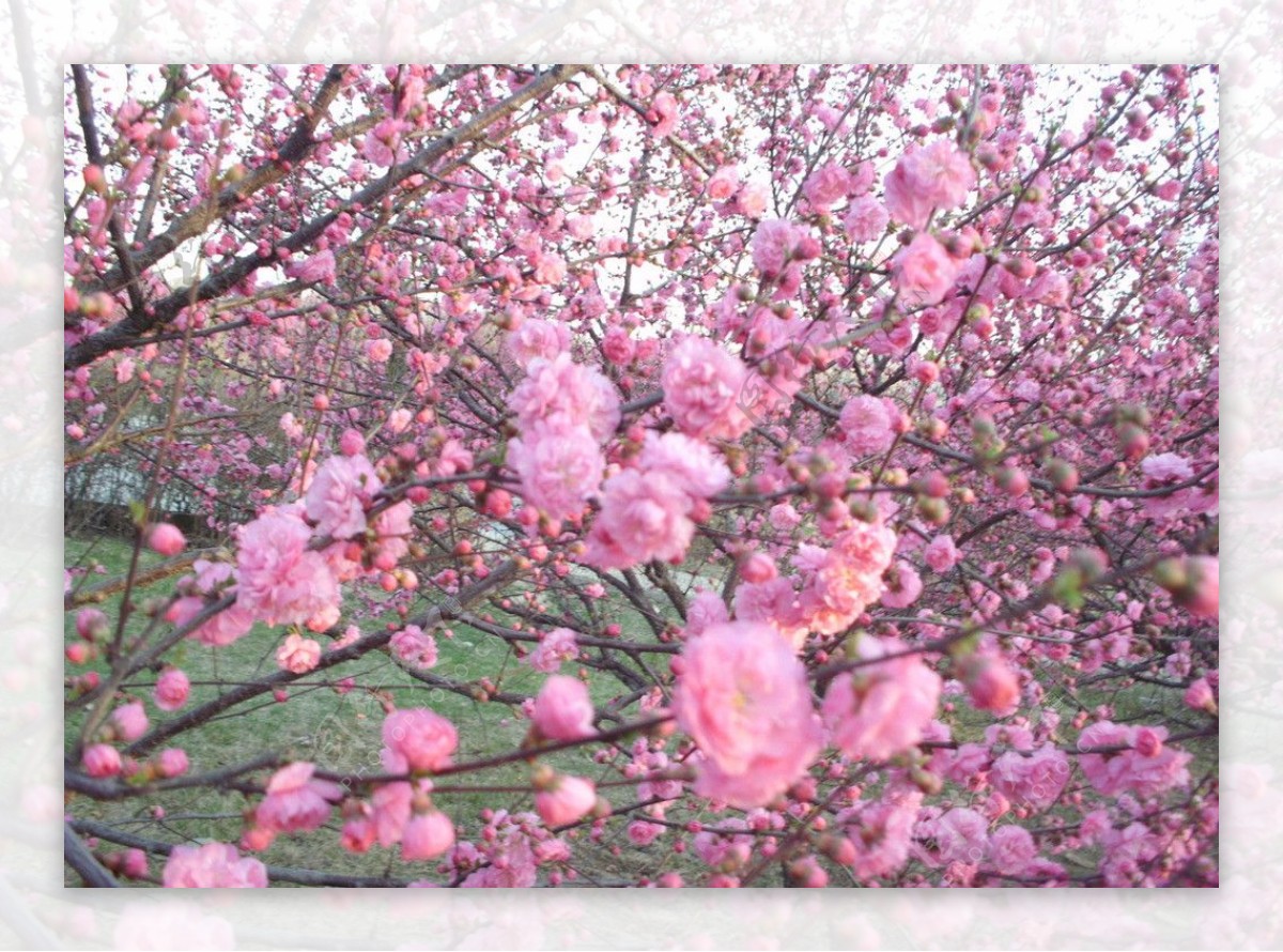 初春公园的山桃花图片