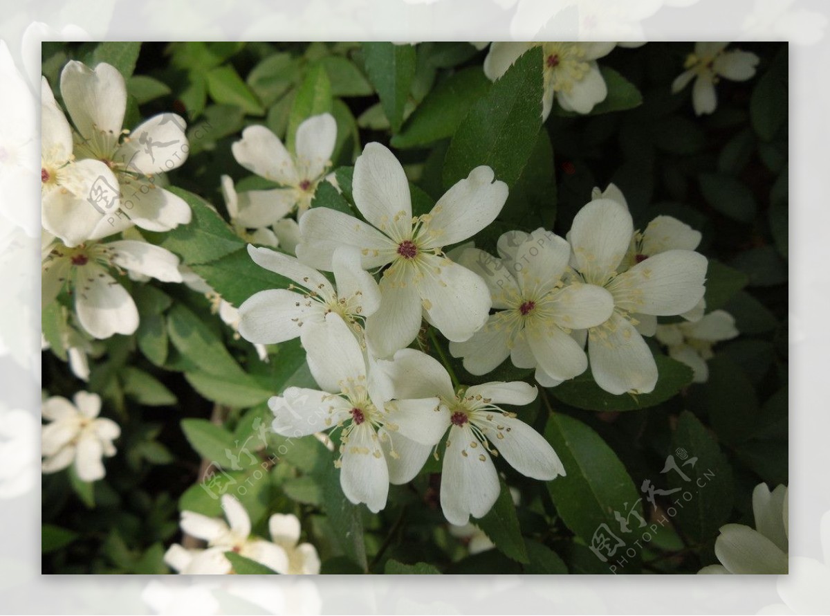 白色野蔷薇图片