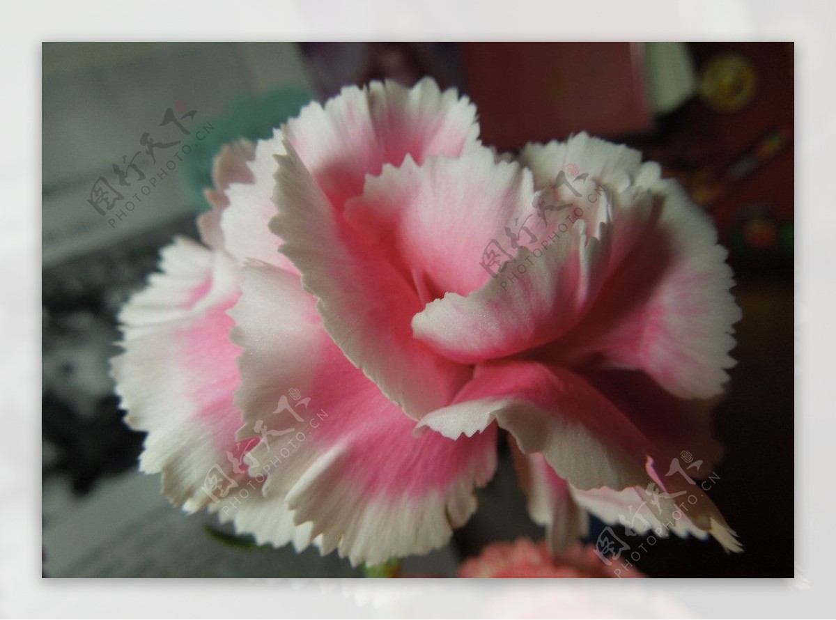 粉色白边康乃馨侧面微距图片