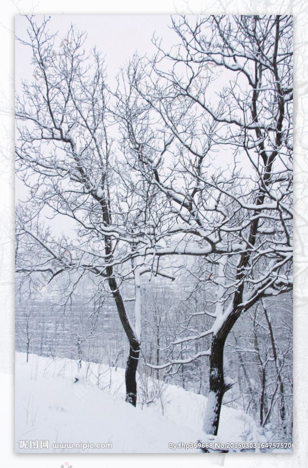 雪后树木图片