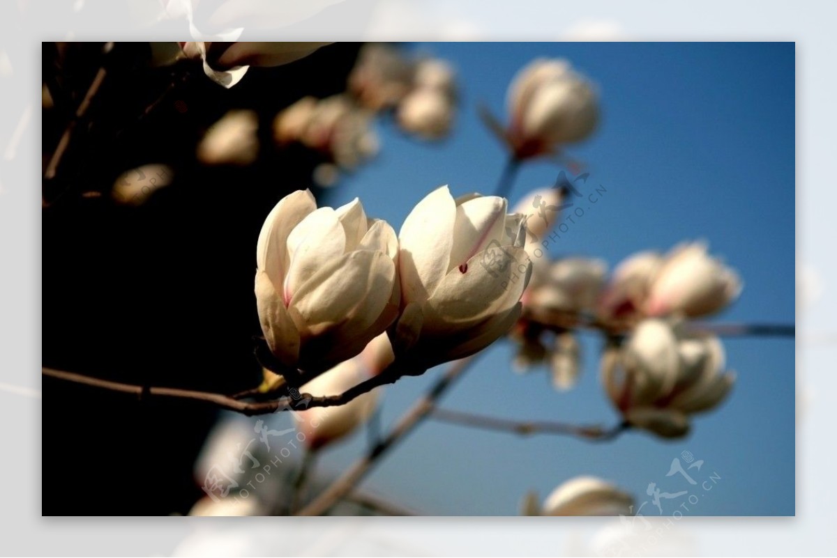 白玉兰花图片