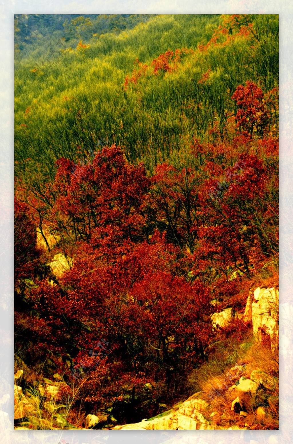 山中彩色树林图片
