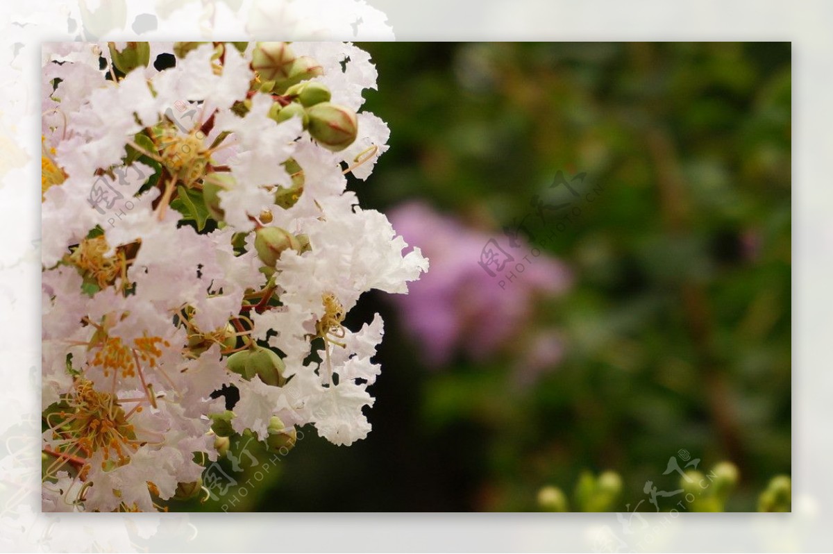 夏日盛开的白色紫薇图片