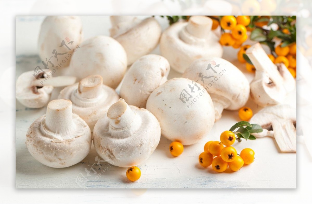野生蘑菇香菇图片