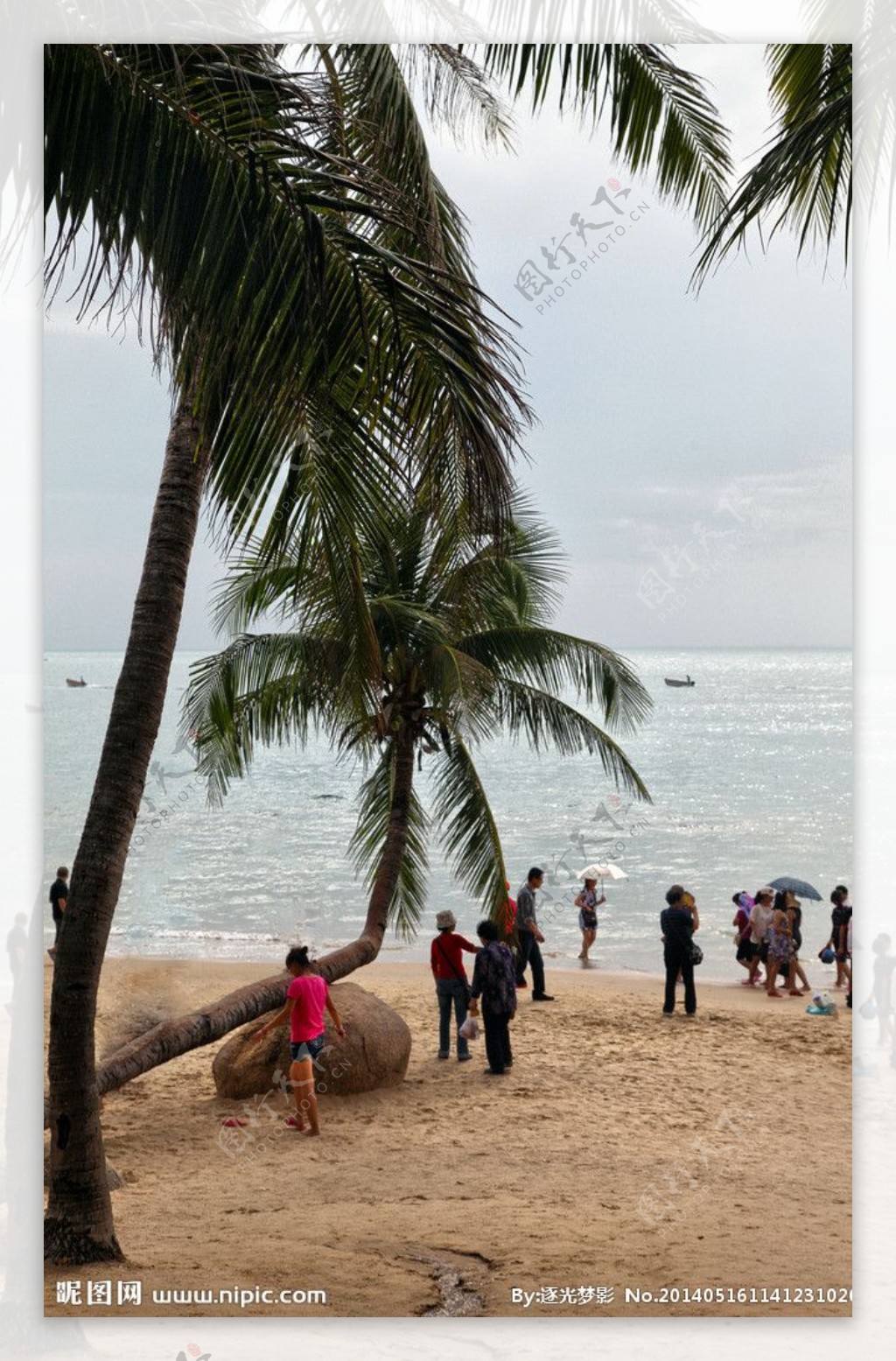 椰树三亚湾图片