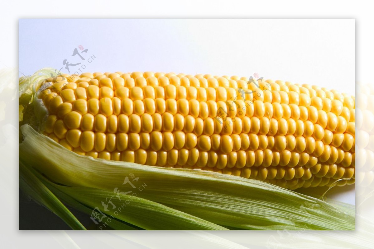 玉米摄影图片