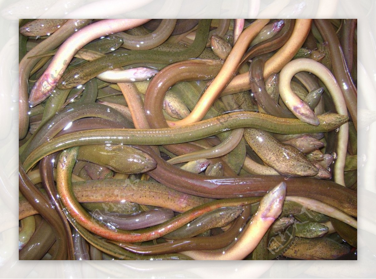 黄鳝-江西水产经济动物-图片