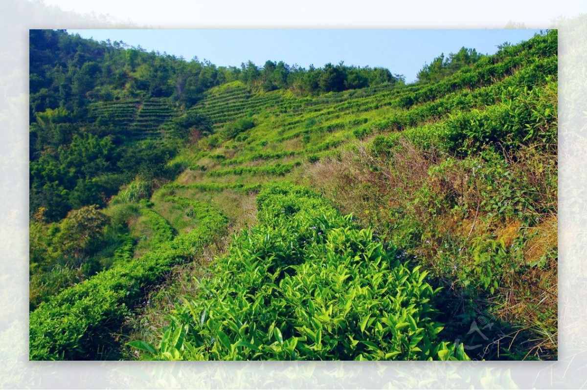 山水梅州绿色茶山图片