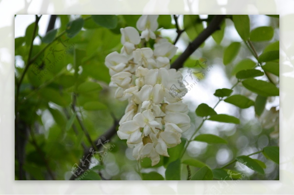 槐花香图片