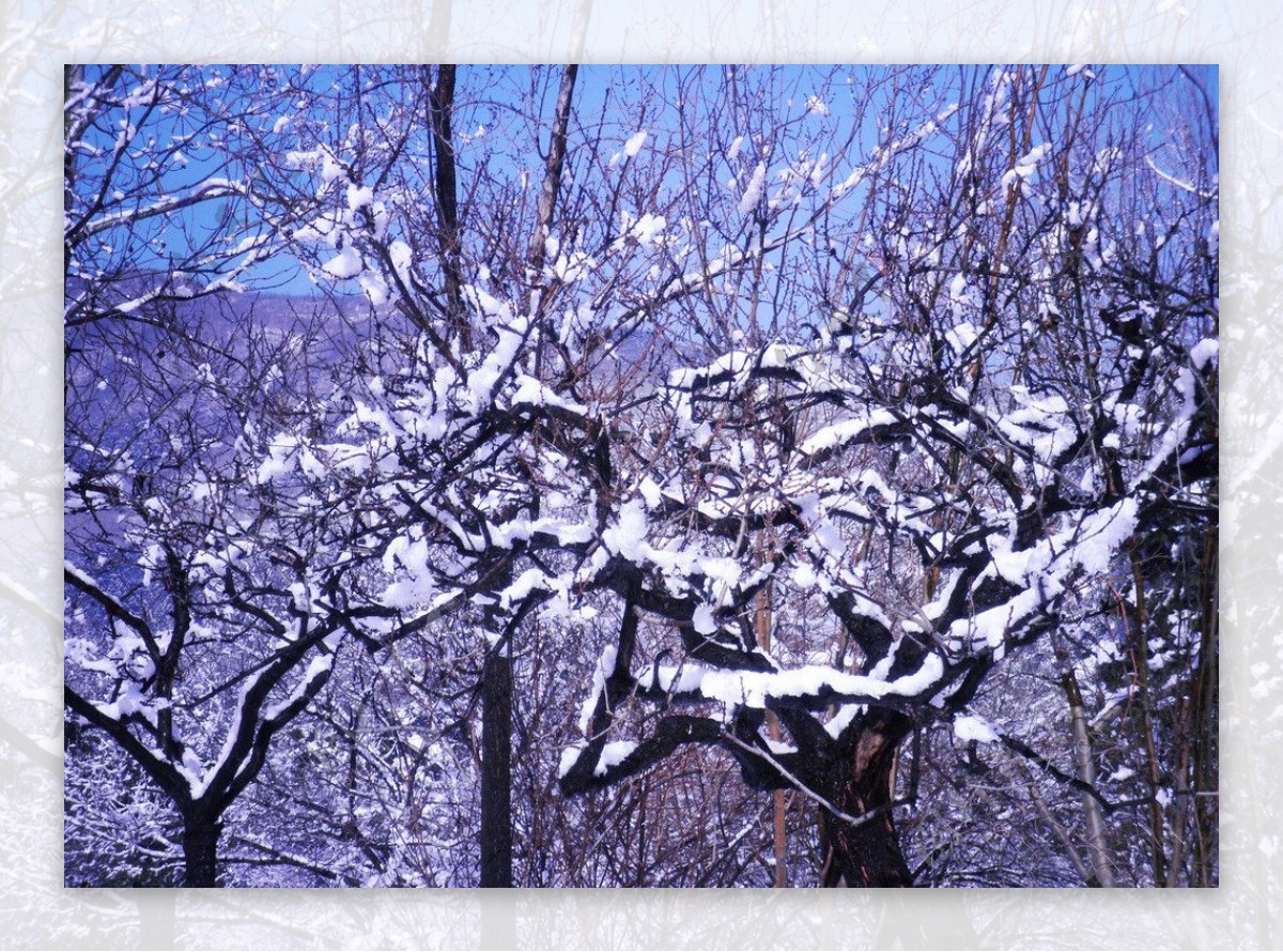雪景玉树琼枝图片