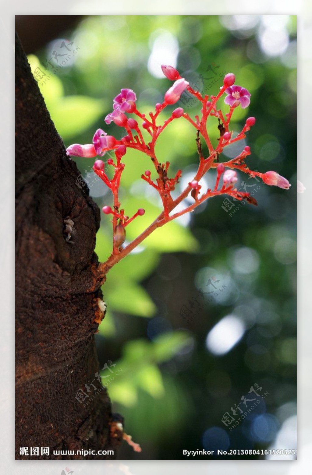 杨桃花图片