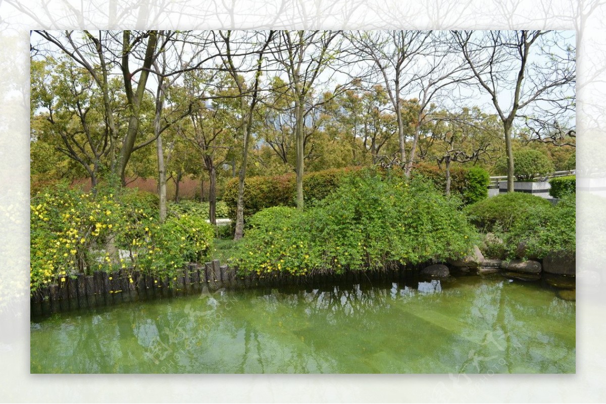 绿色小池塘图片