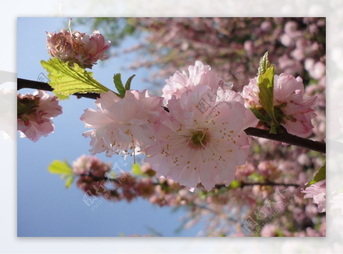 樱花花嫩叶图片