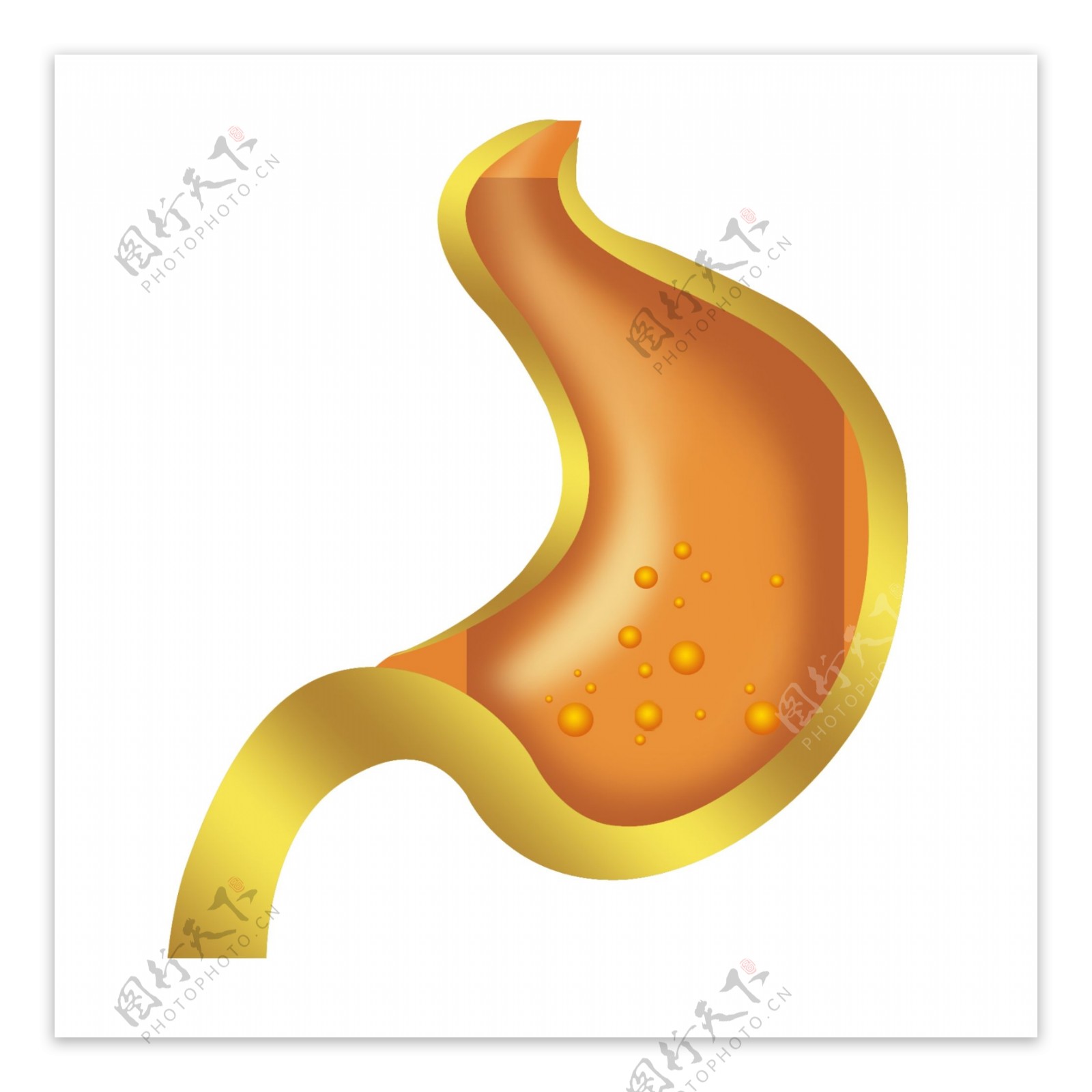 肠胃分层图图片