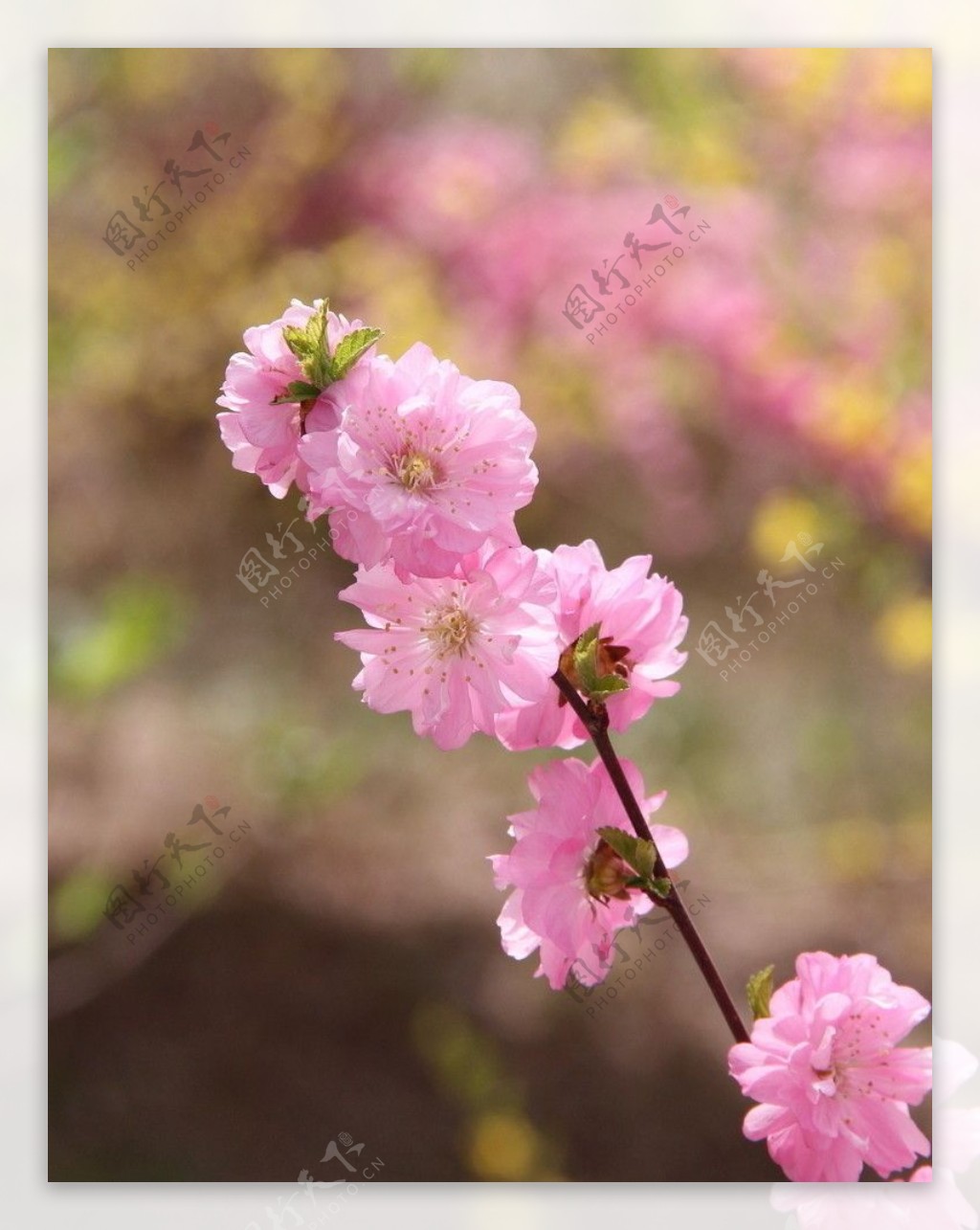 桃花正浓图片