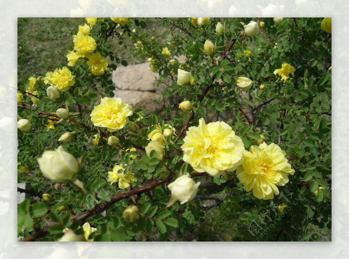 山上盛开的黄花图片