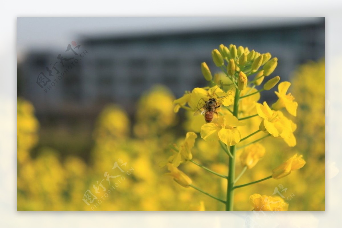 蜜蜂和油菜花图片
