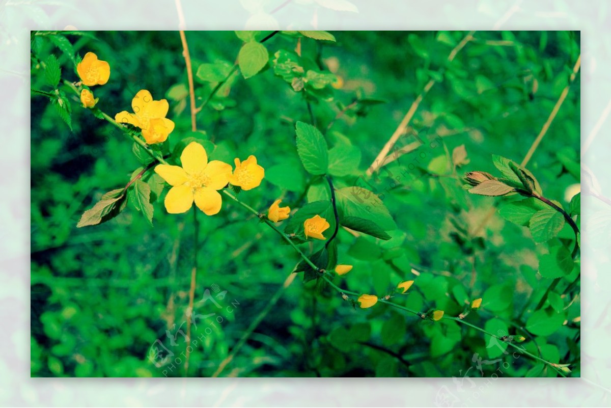 棣棠花蜂棠花图片