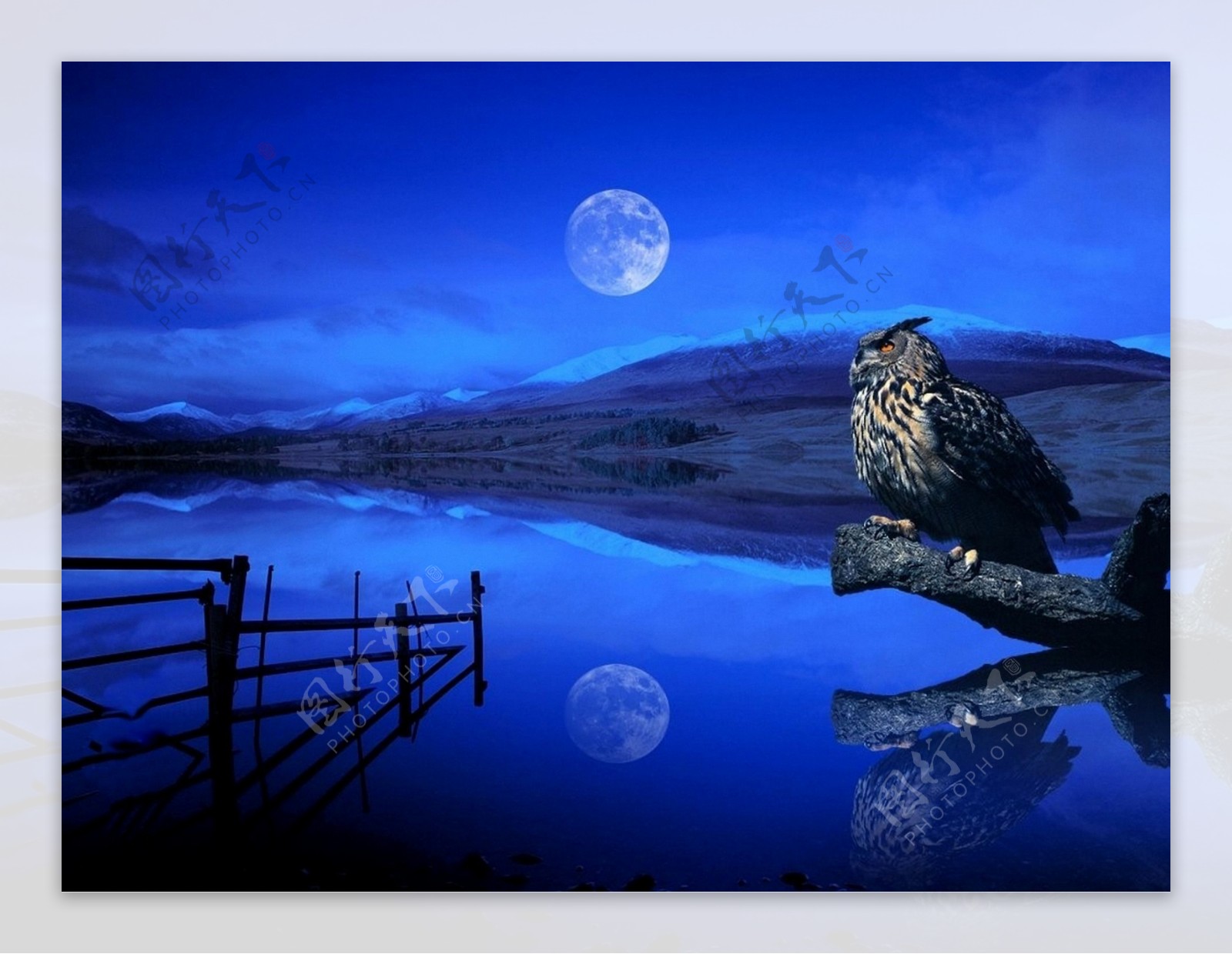 月夜下的猫头鹰图片