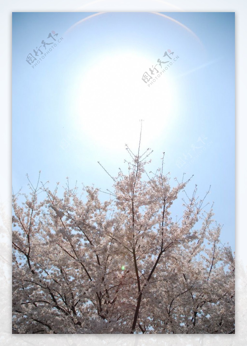 三月樱花摄于上海万科城市花园图片