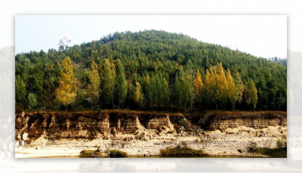 河岸的层理金秋的树图片