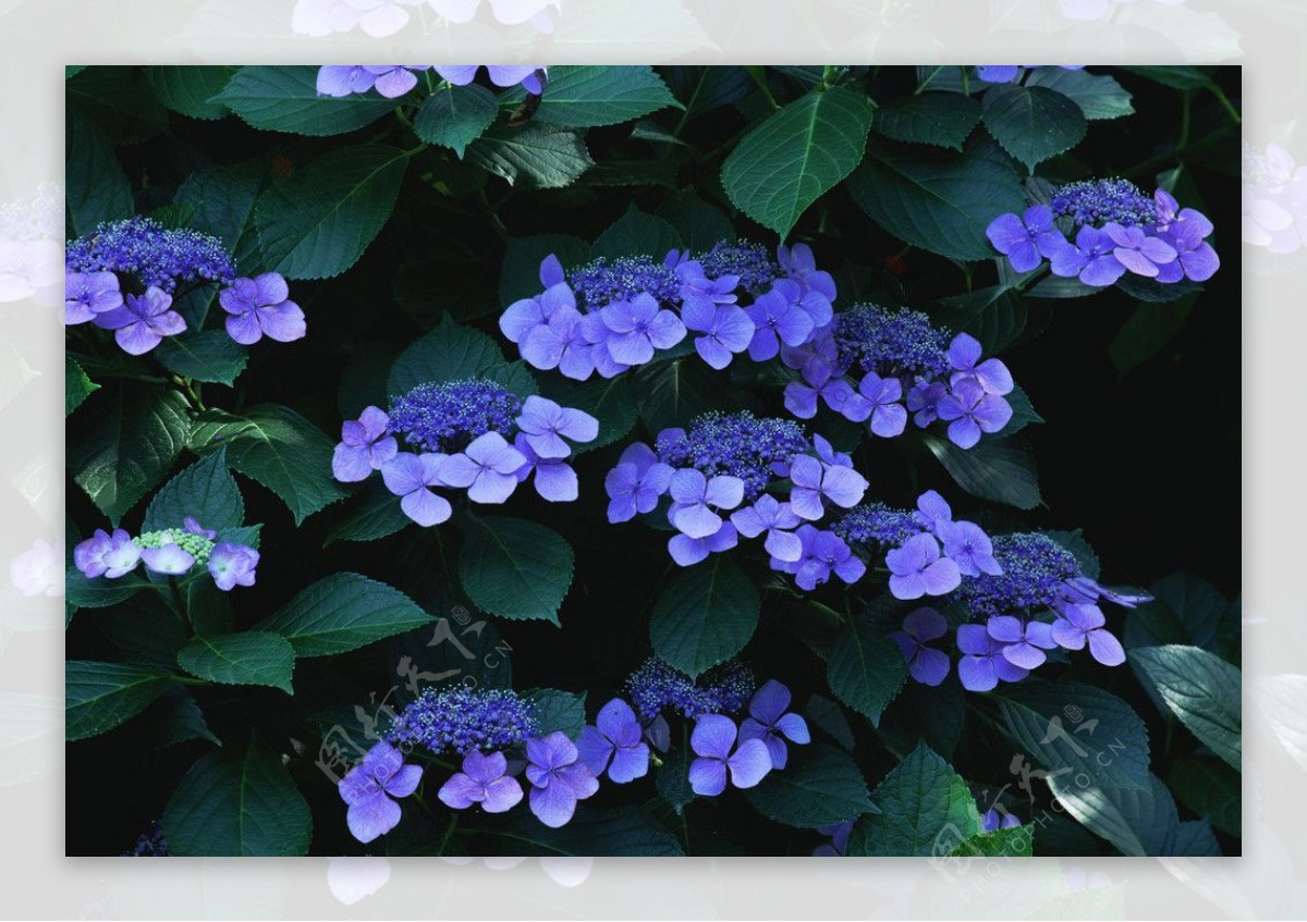 蓝紫色的花图片