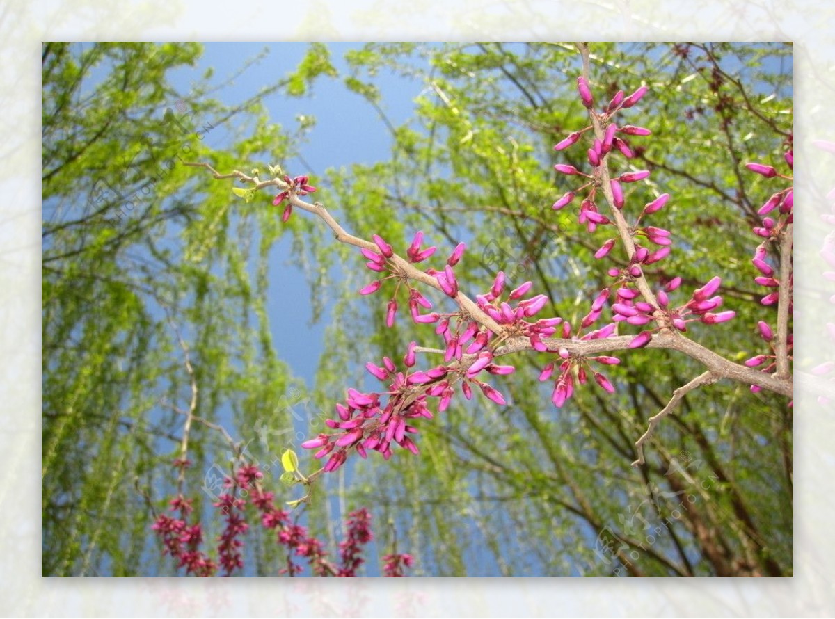 花红柳绿图片