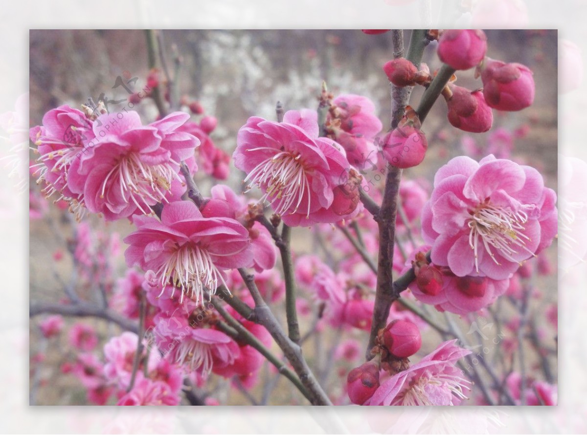 梅花图片