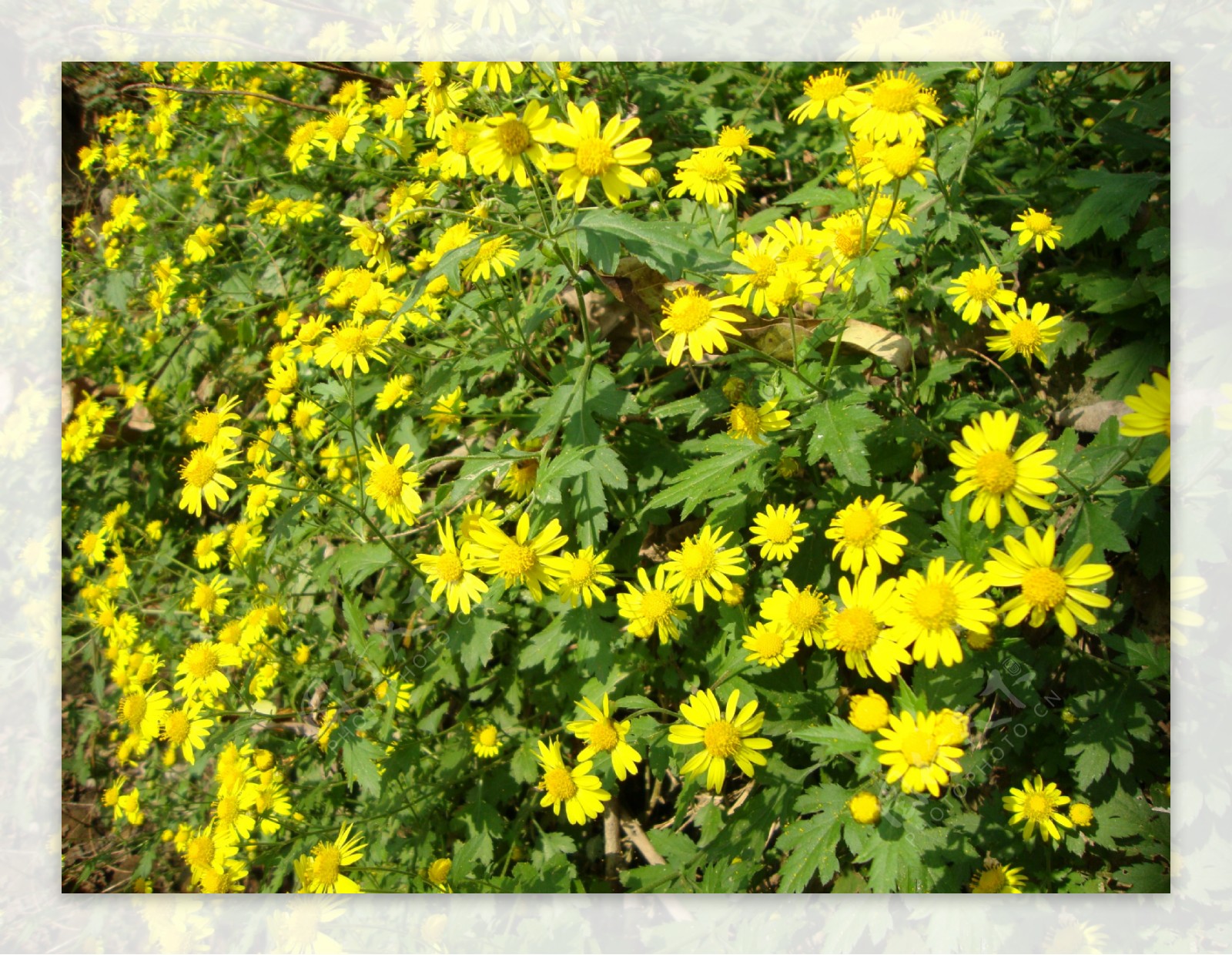 野菊花图片