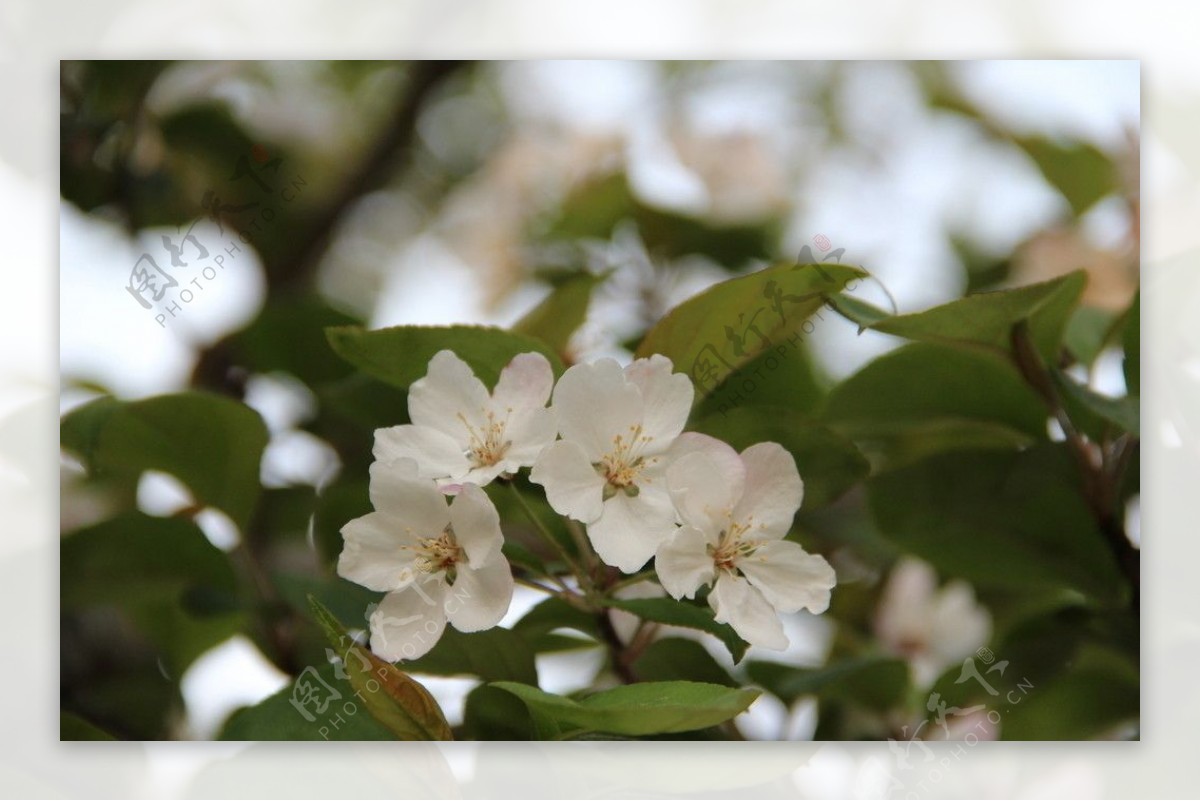 白色的海棠花 - 免费可商用图片 - cc0.cn