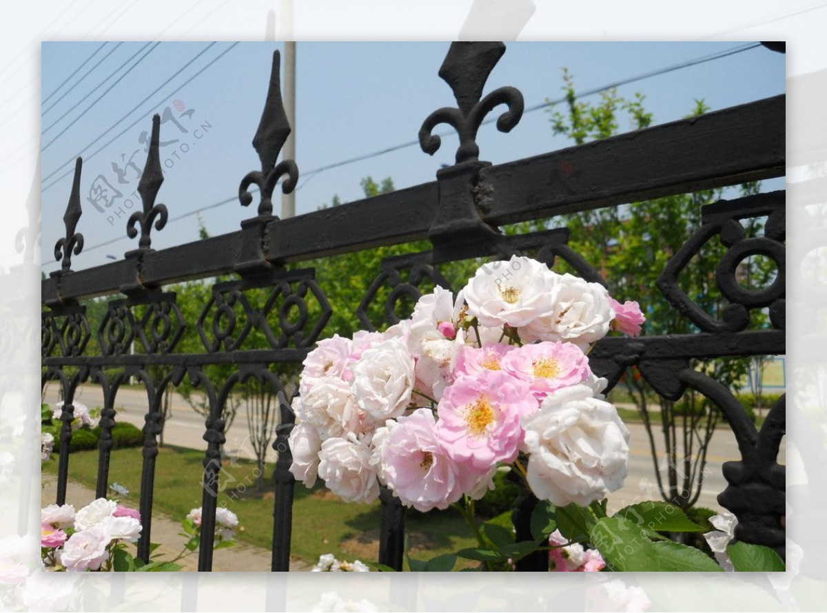 栅栏白色花朵图片