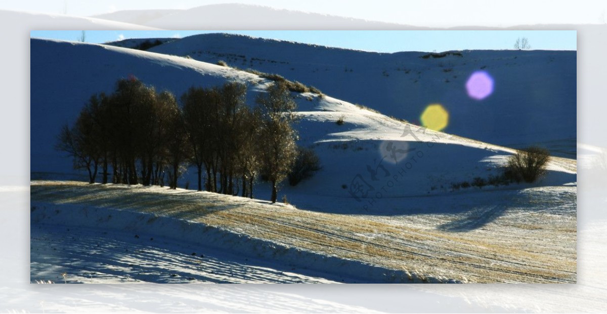 雪地榆树图片