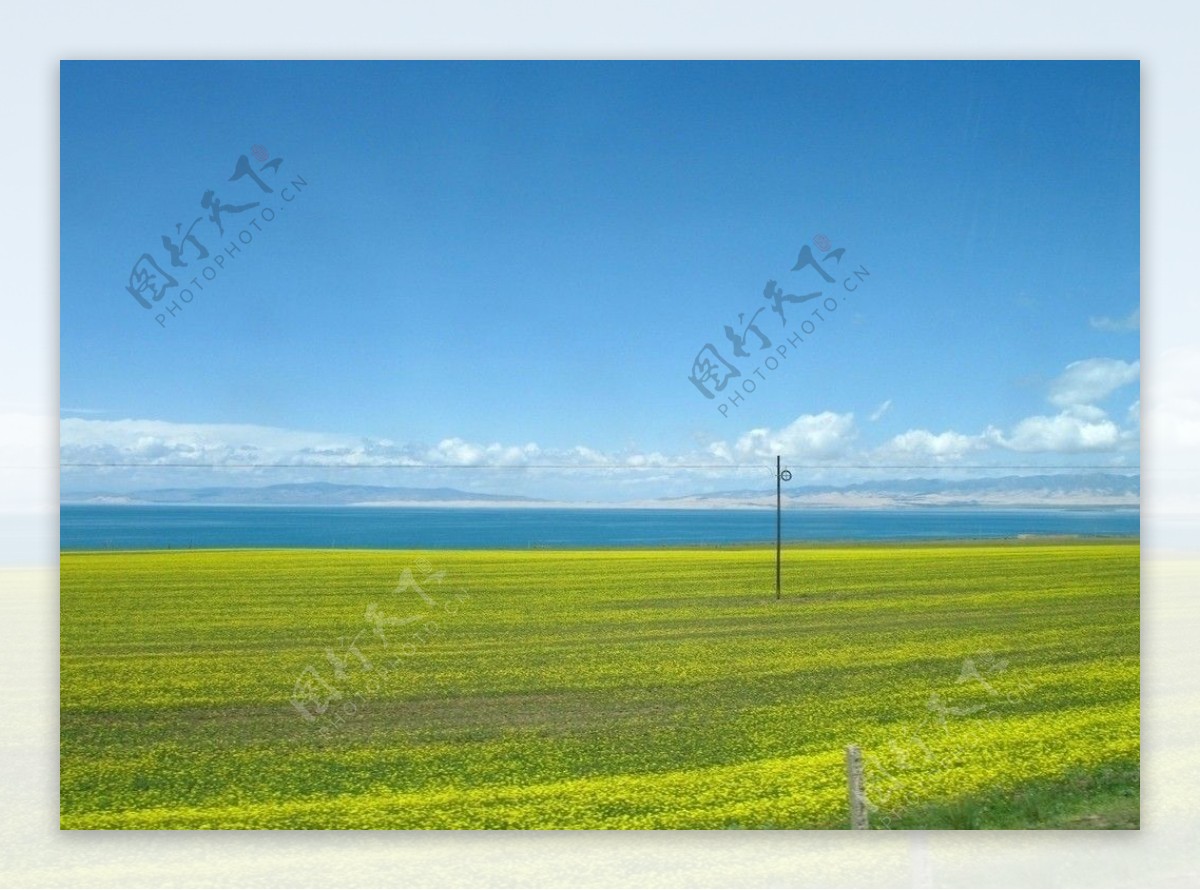 青海湖畔看花黄图片