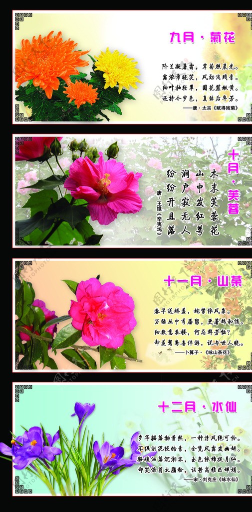 花卉展板图片