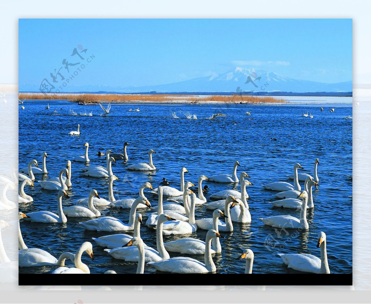 鹅在冬天的湖里图片