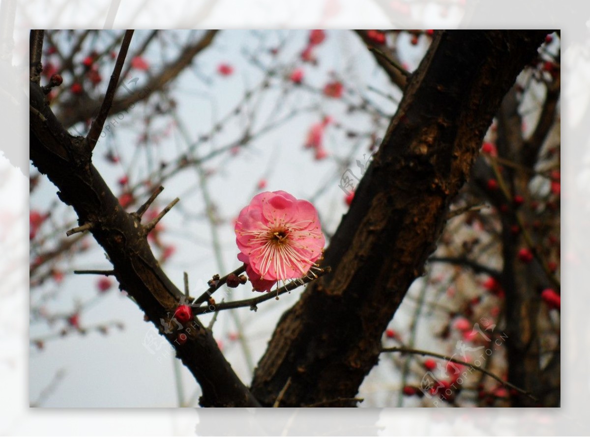 梅花图片