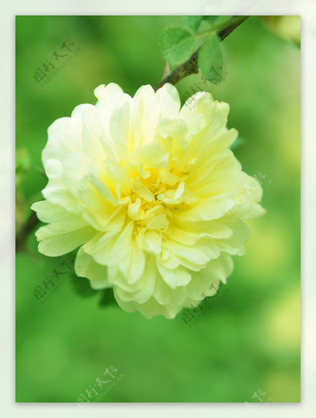 黄蔷薇图片