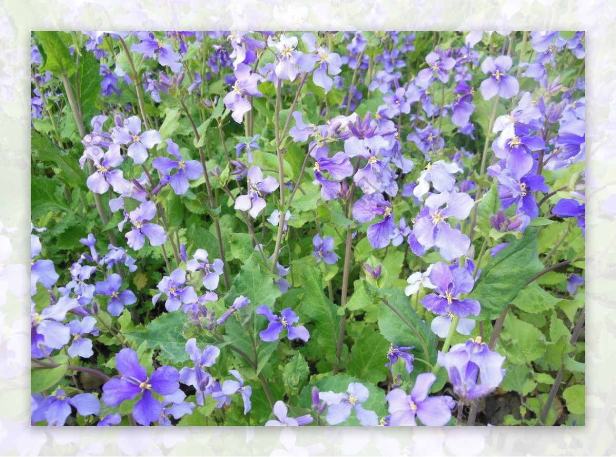 紫菜花图片