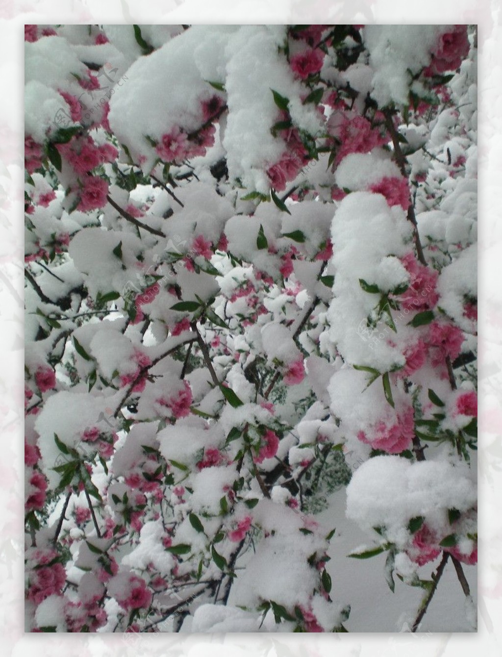 桃花与白雪图片