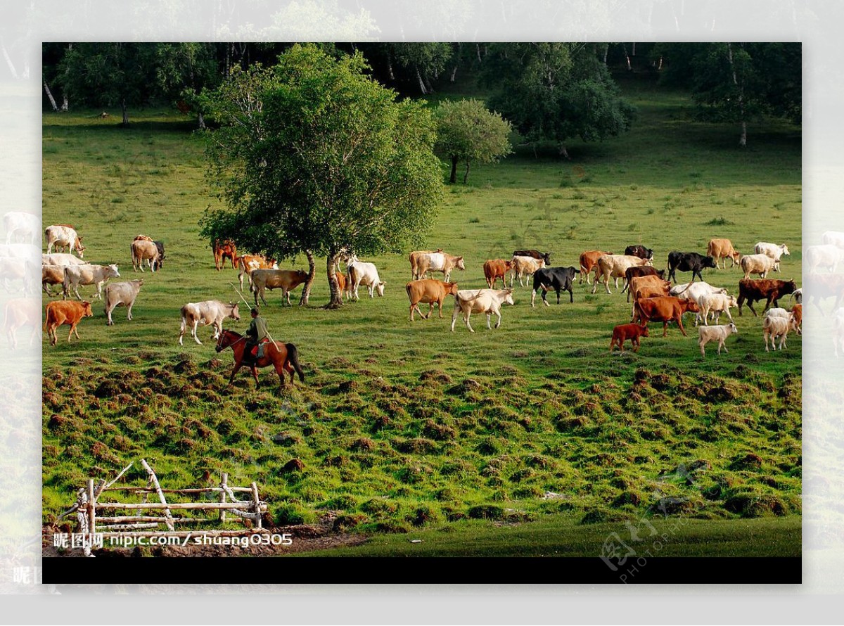 绿野牧牛图片
