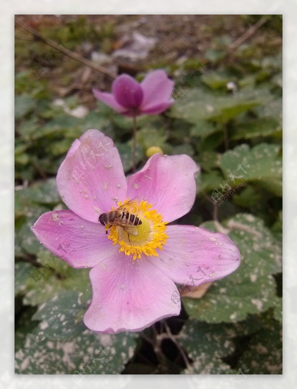 蜜蜂采花野花图片