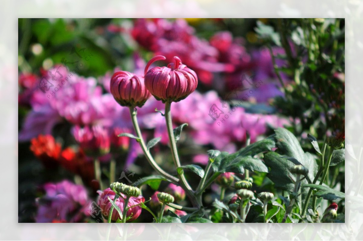 紫红色菊花摄影图图片