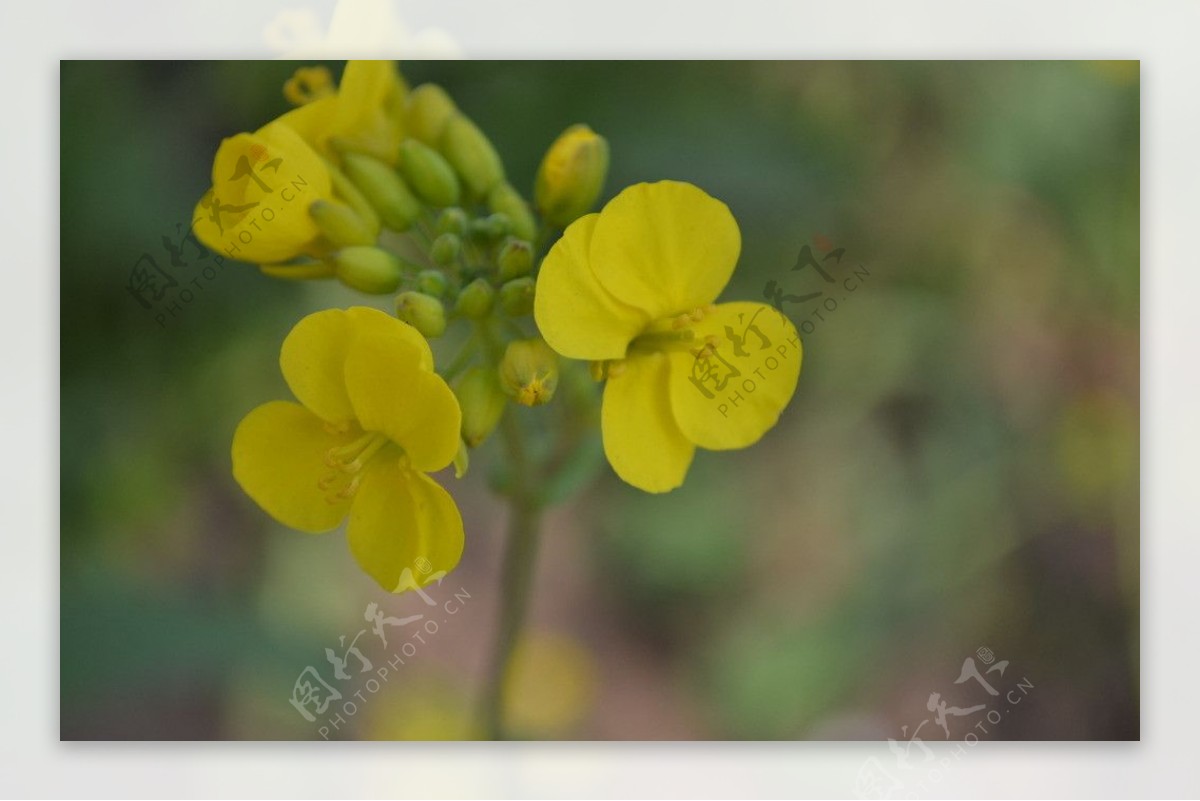 油菜花图片