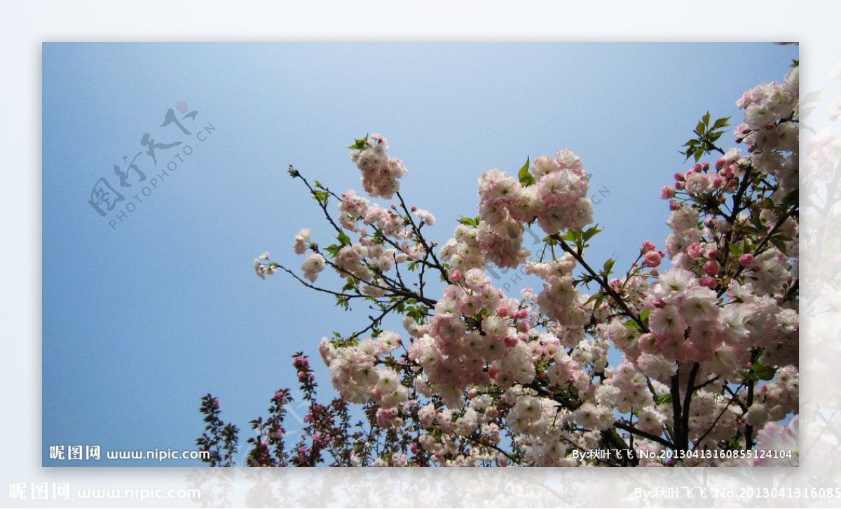 樱花园樱花图片