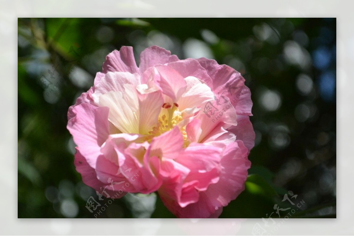 成都市花芙蓉花图片