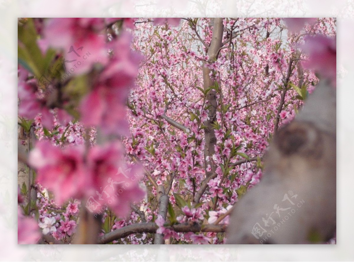 桃花图片