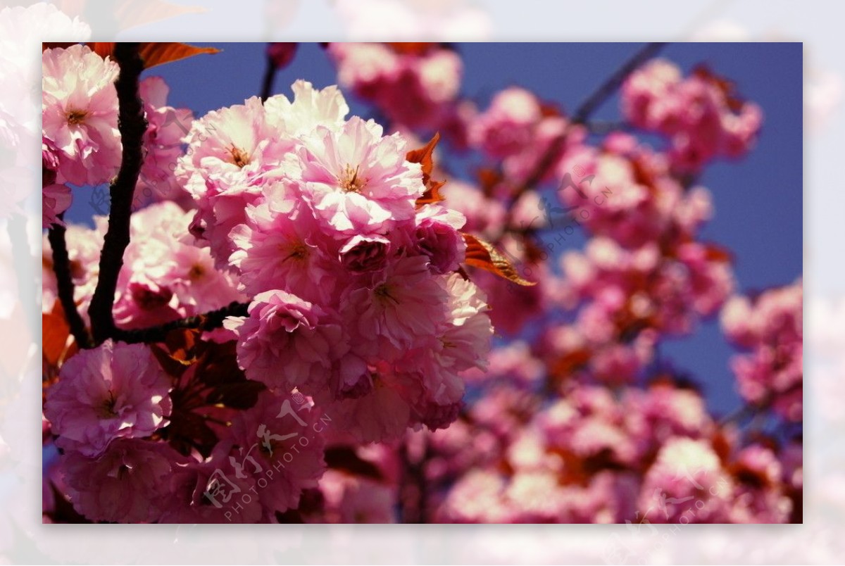 春天树枝枝头盛开美丽的鲜花图片