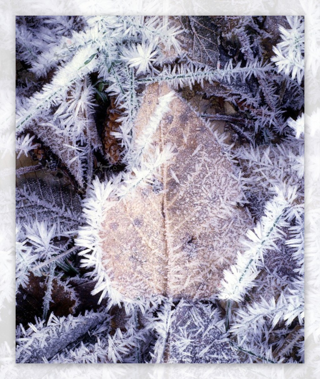 冰冻树叶图片