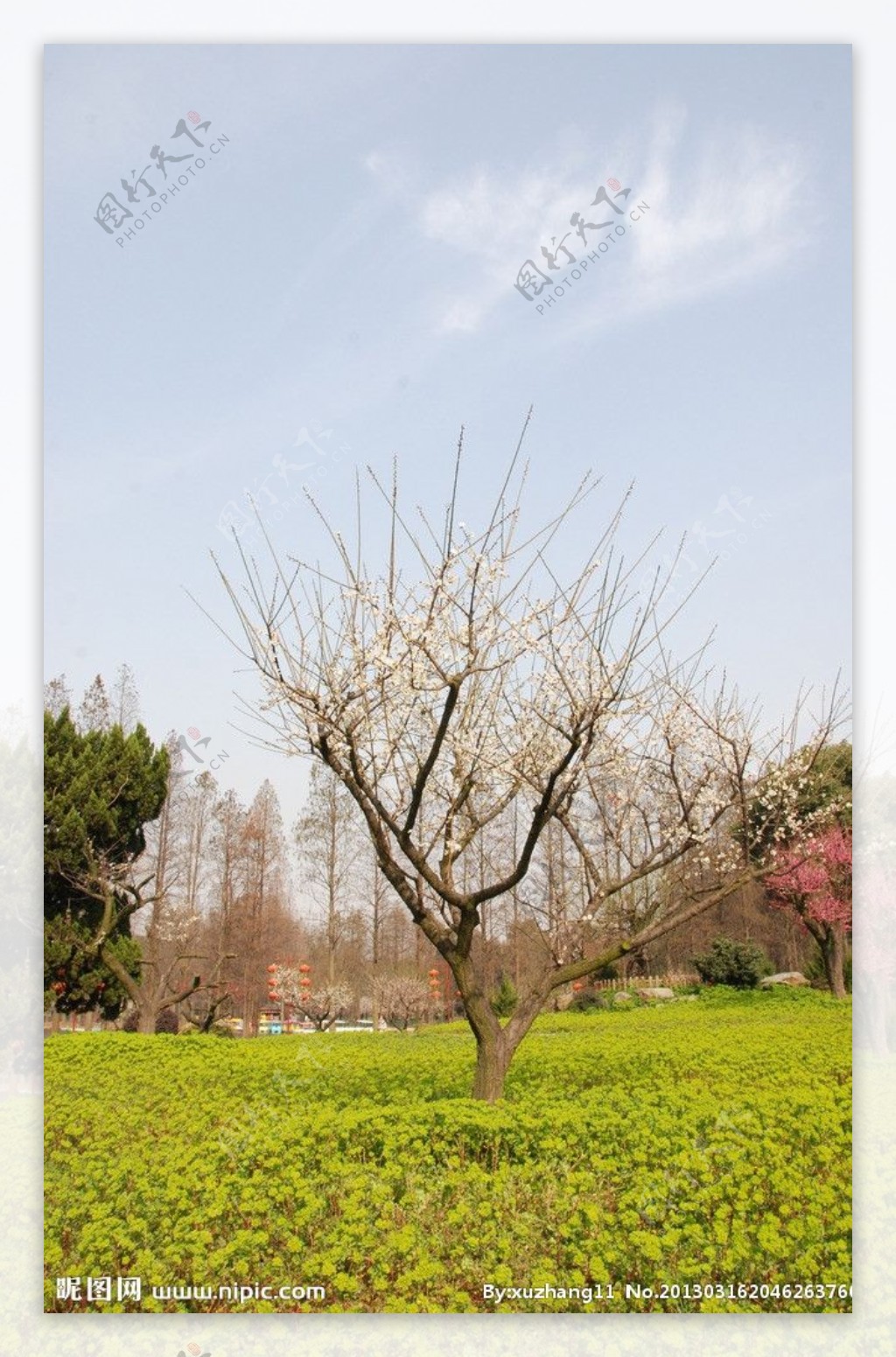 梅花树图片